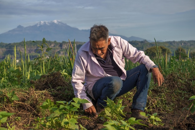 Selective focus shot of a Hispanic male growing black beans in Mexico