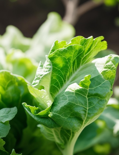 Selective focus shot of lettuce attached to the branch at daytime