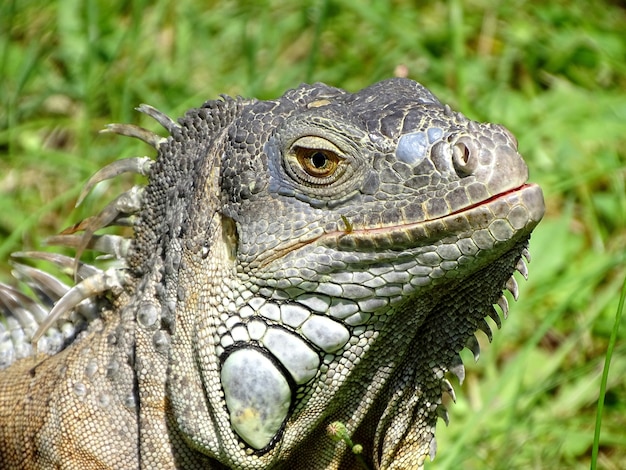 Selective focus shot of a lizard sitting on the green grass