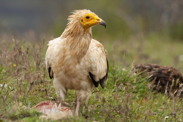 Selective focus shot of a magnificent Egyptian vulture in the middle of a grass-covered field