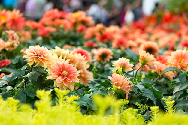 Selective focus shot of pink dahlias on Hong Kong flower show, Victoria park