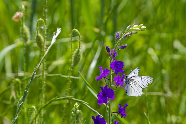 Selective focus shot of a purple forking larkspur flower with a black-veined white butterfly on