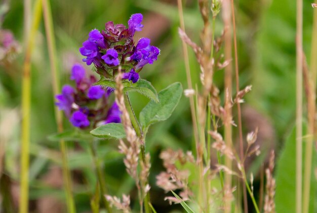 A selective focus shot of purple prunella grandiflora