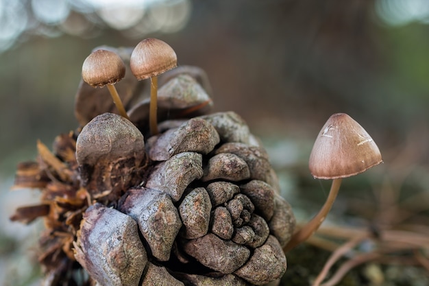 Selective focus shot of small Mycena seynesii mushrooms growing in a forest