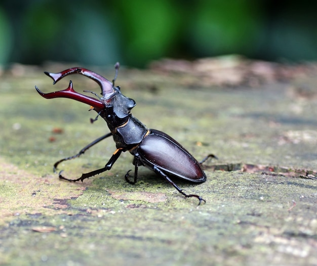 Selective focus shot of a stag beetle on the ground