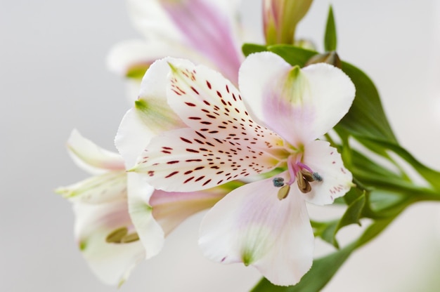 Selective focus shot of white alstroemeria