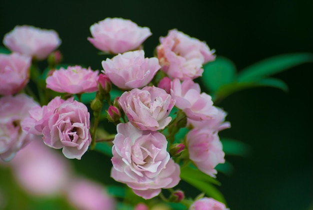 Selective focus. Spring background. Spring flowers.