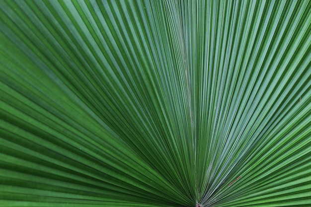 Selective focus on sugar palm leaf big green leaf background