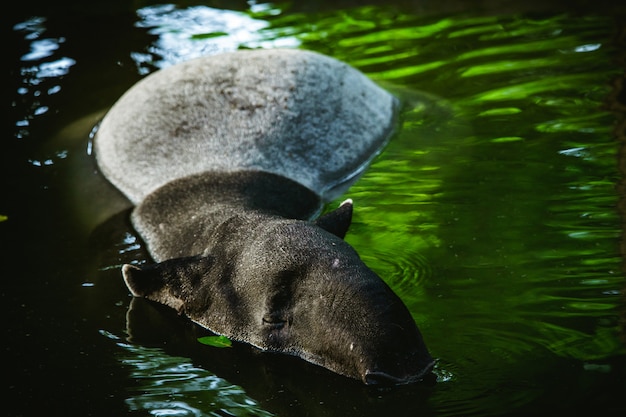 Selective focus tapir swimmimg in the water