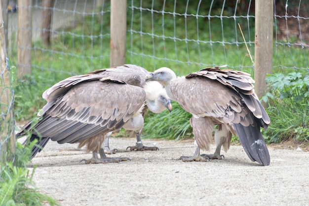 A selective focus of a vulture perching on a wooden surface in captivity