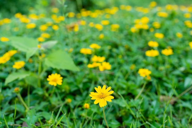 Selective focus  Wedelia trilobata flower blooming at field.