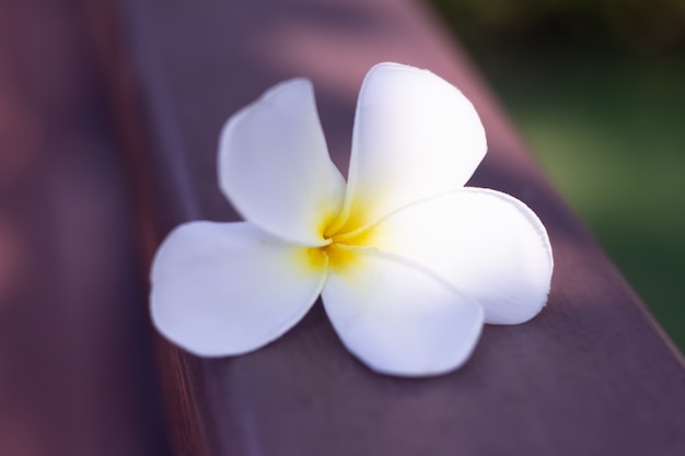 Selective focus White flowers are placed on wooden floor.