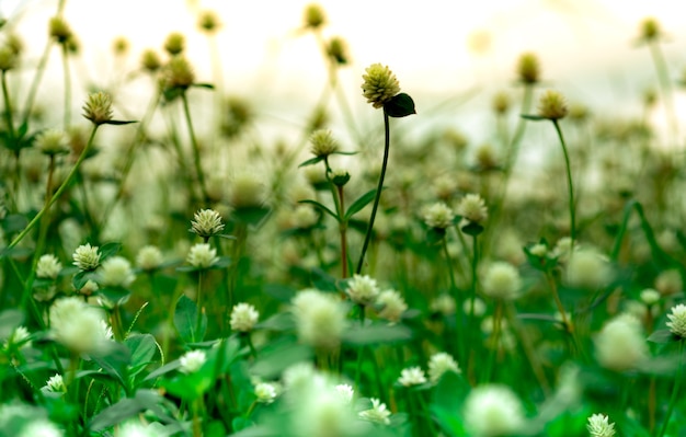 Selective focus on white flowers in the garden on blurred background with green leaves