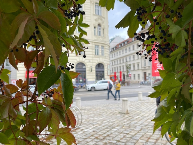 Selective focus on wild grapes leaves growing in the city