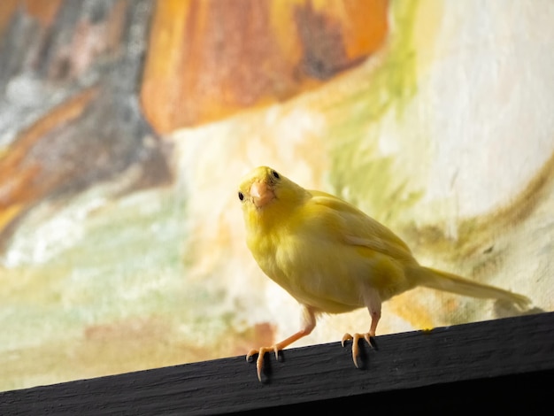 Selective focus Young male Curious yellow canary looks at camera sitting on a wood table on a color background Breeding songbirds at home