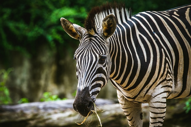 Selective focus zebra eatting a grass