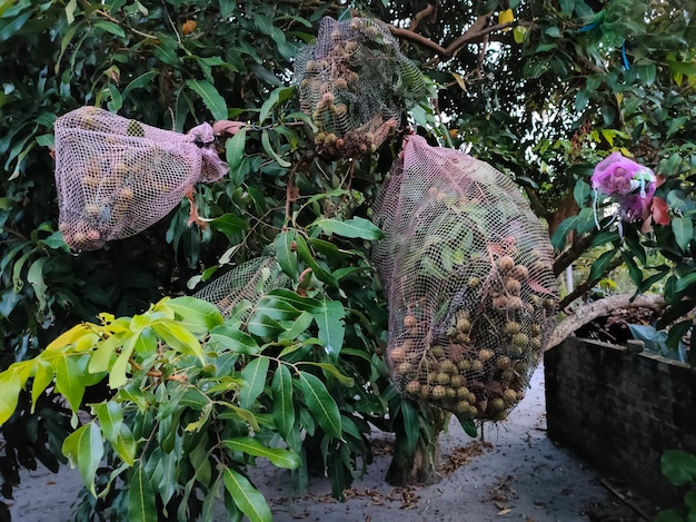 Selective focusA cat's eye fruit whose fruit is covered with a net so that it is not eaten by animals