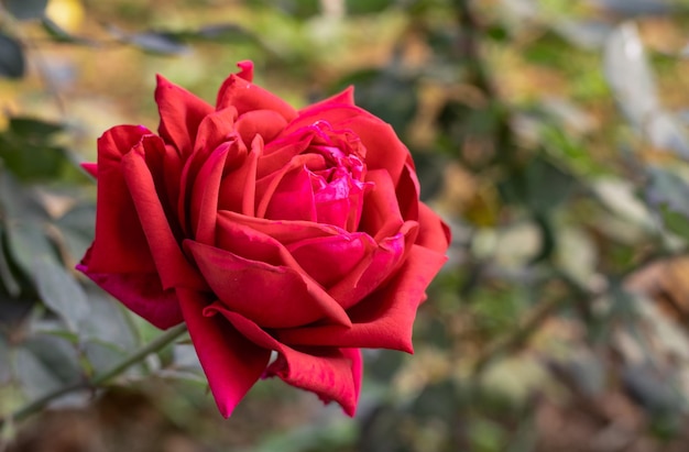 Selective focused bloomed red rose in the garden with copy space