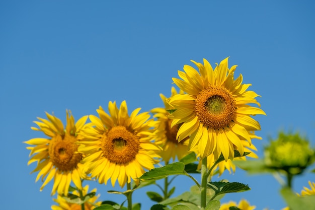 Selective focused on the blooming sunflowers row under the clear blue sky in the summertime, countryside organic farm in the valley, front view for the copy space.