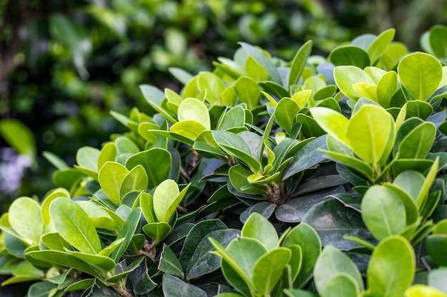 Selective focused green leaves with copy space for nature background