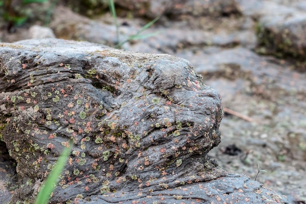 Selective focused hard mud soil with tiny water plants