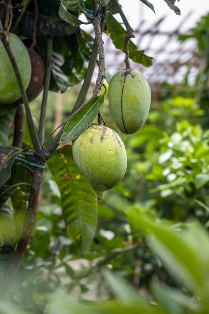 Selective focused raw green mangoes hanging on a branch