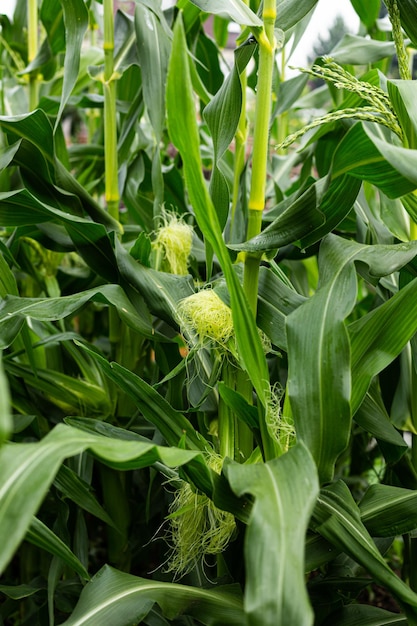 Selective focusing of an image of a corn plant on an organic cornfield Corn is growing Summer