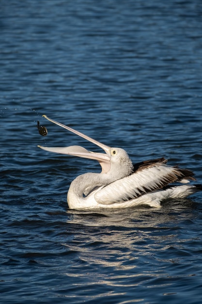 Selective of a pelican catching fish in a lake