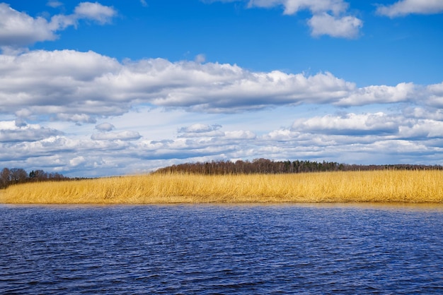 Selective soft focus of beach dry grass yellow reeds on the sea Nature summer grass concept