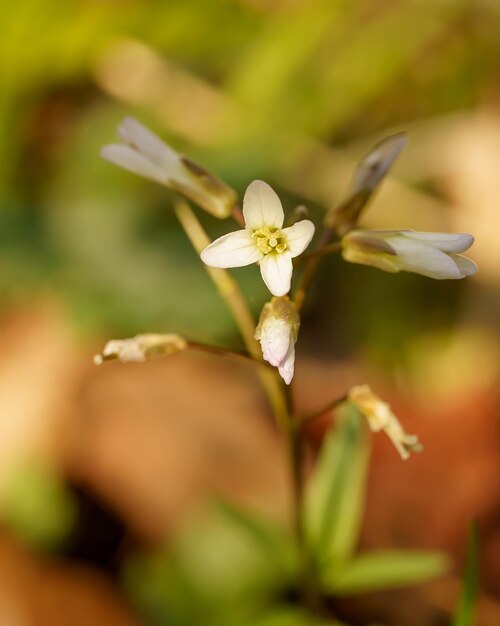 Selectivefocus shot of a delicate Thale cress Arabidopsis thaliana white flower