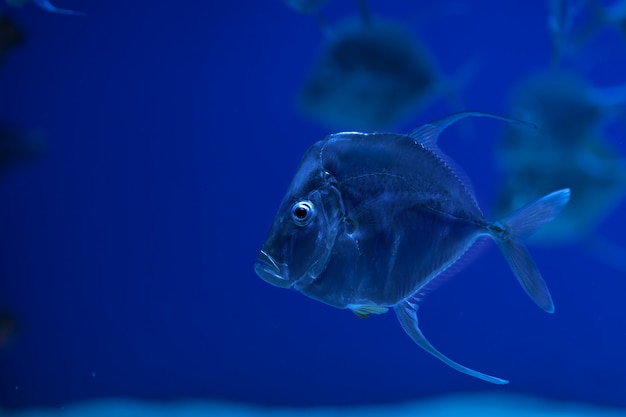 Selene vomer fish swims in the blue water