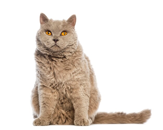 Selkirk Rex sitting and looking