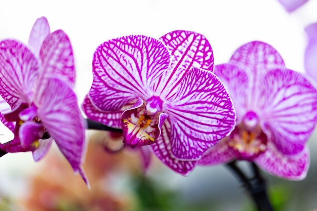 Selrcted garden orchid flower for decor