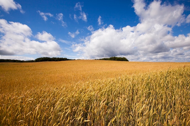 A selskokhozyaytsvenny field on which harvested. Summertime of year.