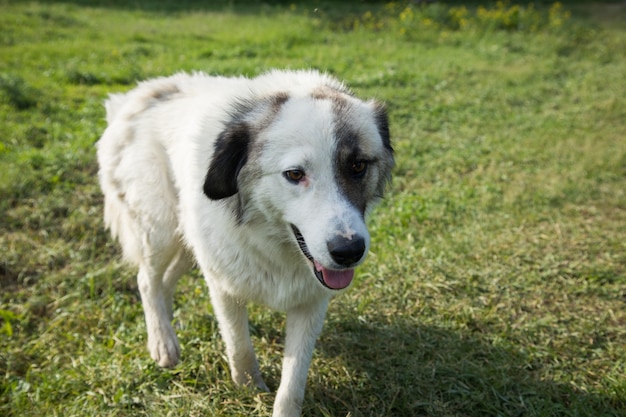 Semi-white dog on the field in spring