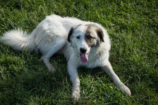 Semi-white dog on the field in spring