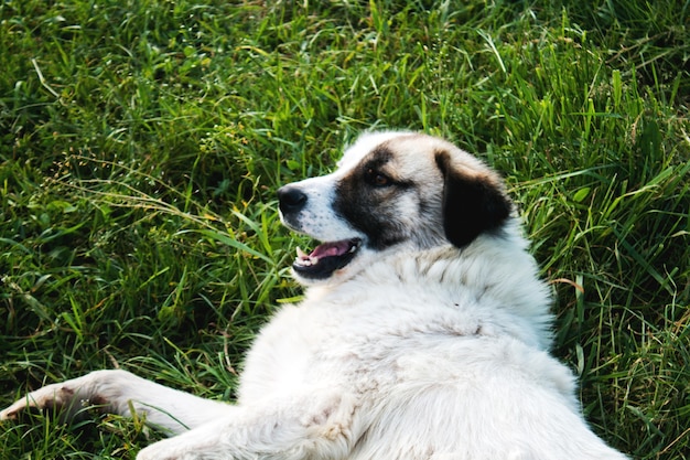 Semi-white dog on the field in spring