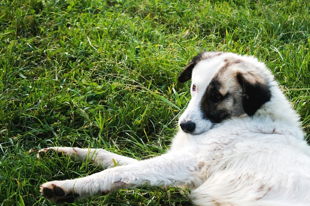 Semi-white dog on the field in spring