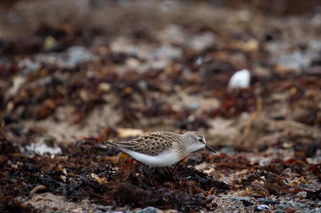 Photo semipalmated sandpiper wading along arctic shoreline near arviat nunavut canada