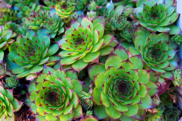 Sempervivum bunch, a group of succulent plants in miniature 