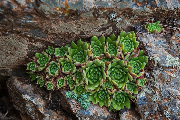 Photo sempervivum, everlasting, perennial succulent or crass of the family crassulaceae.