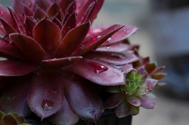 Sempervivum (Sempervivum) is a rosette herbaceous perennial flower from the Tolstyankov family with drops after rain.