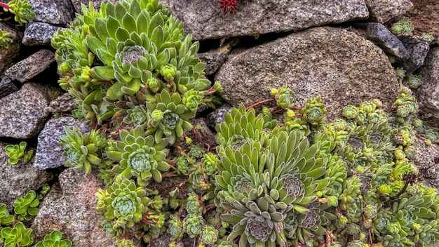 Photo sempervivum tectorum common houseleek growing on the stone wall