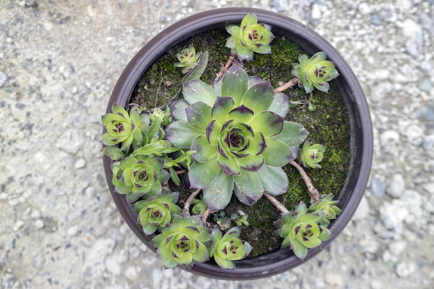 Photo sempervivum tectorum, an excellent healthy herbal medicine plant