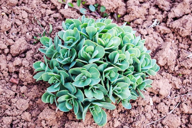 Photo sempervivum tectorum in garden