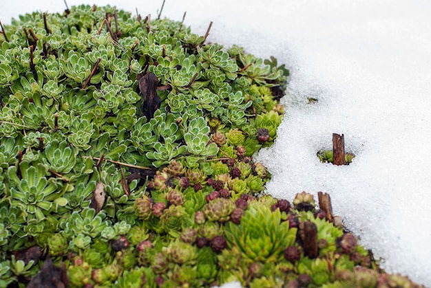 Photo sempervivum tectorum and saxifraga paniculata plants in melting snow in spring