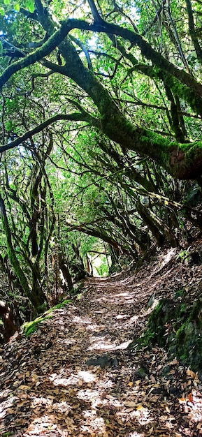 Sendero en el Parque Nacional de Garajonay