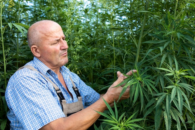 Senior agronomist checking quality of cannabis or hemp leaves in the field.