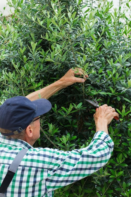 Senior farmer cutting olive tree with garden pruner in hands