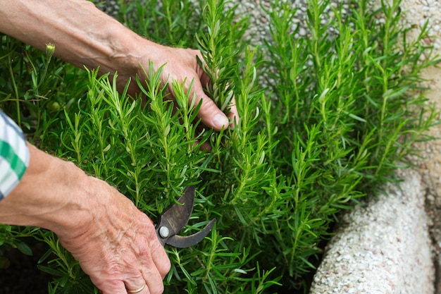 Senior farmer cutting rosemary with garden pruner in hands